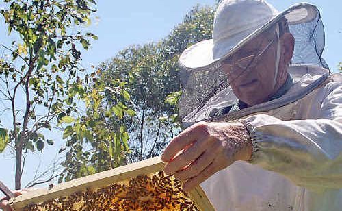 Beekeeper Brian Windows inspects one of the bee hive frames for signs of beetle infestation. Beekeeper Brian Windows inspects one of the bee hive frames for signs of beetle infestation.